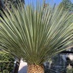 Juka (Yucca Rostrata) - výška 80-100 cm, výška kmeňa: 20-30 cm (-22°C)